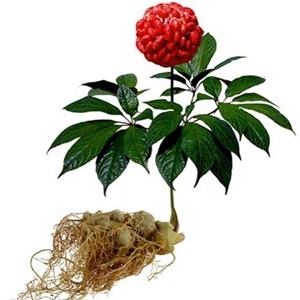 Ginseng nella composizione